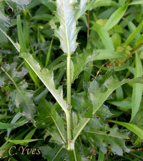 Cirsium arvense, Cirse des champs.