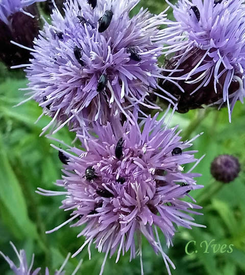 Cirsium arvense, Cirse des champs, Chardon du Canada, Chardon des vignes, Herbe aux varices, Sarette 
