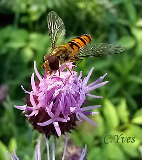 Episyrphus balteatus sur Cirsium arvense, Cirse des champs.