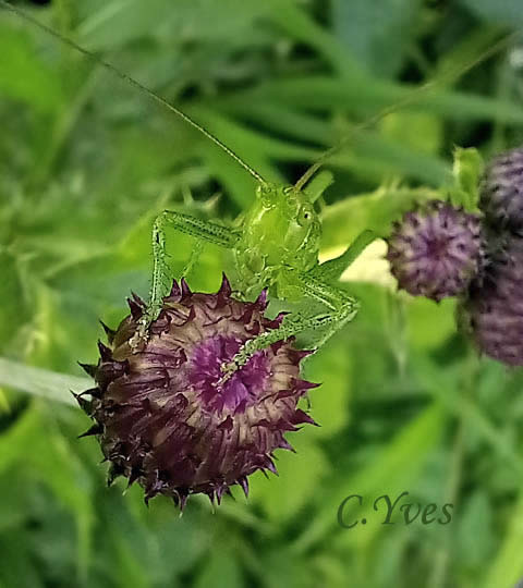 Cirsium arvense, Cirse des champs, Herbe aux varices.
