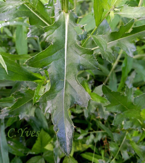 Cirsium arvense, Cirse des champs, Chardon du Canada, Chardon des vignes, Herbe aux varices, Sarette 