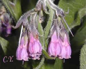 Symphytum officinale