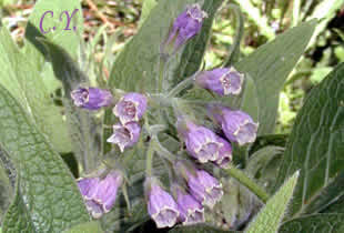 Symphytum officinale