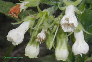 Symphytum officinale