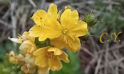 Agrimonia eupatoria, Aigremoine eupatoire.