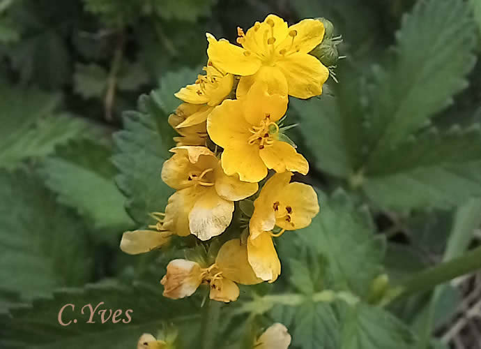 Agrimonia eupatoria, Agrimonia sulcata, Agrimonia elata