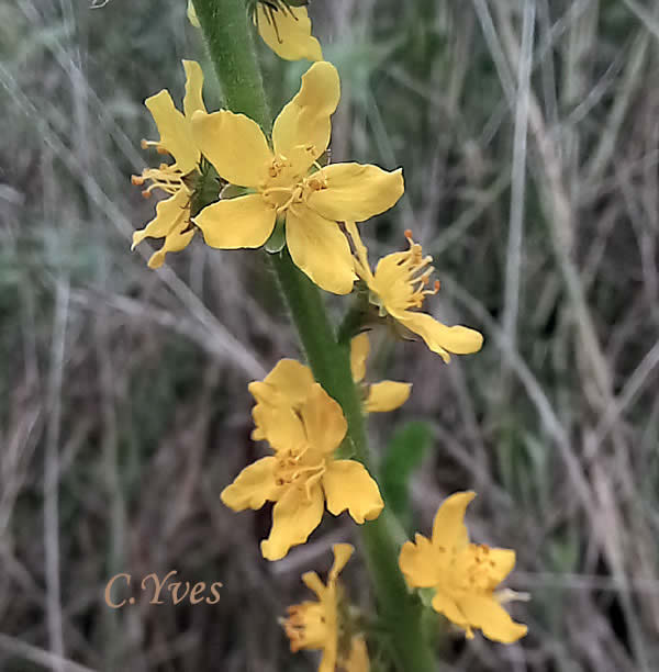 Agrimonia eupatoria, Agrimoine, Francormier.