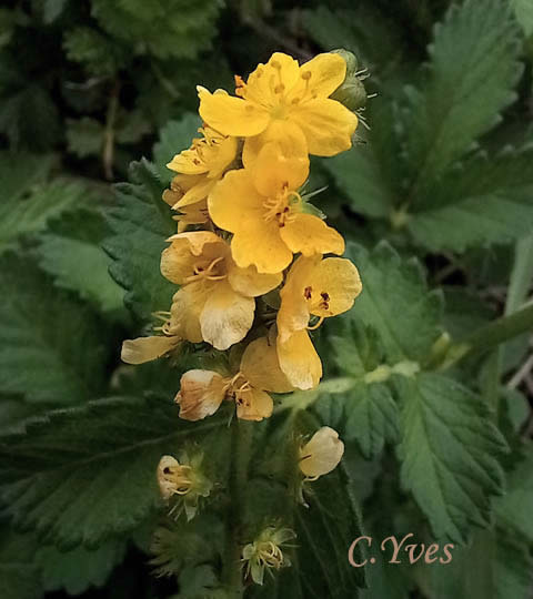 Agrimonia eupatoria, Aigremoine eupatoire, Francormie.