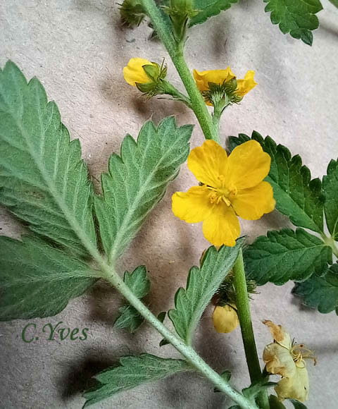Agrimonia eupatoria, Francormier, Thé des bois.