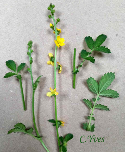 Agrimonia eupatoria, Aigremoine eupatoire, Thé du Nord, Agrimoine, Francormier, Thé des bois.