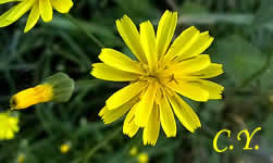 Lapsana communis - Lampsane commune