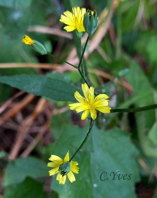 Lapsana communis, Lampsane.
