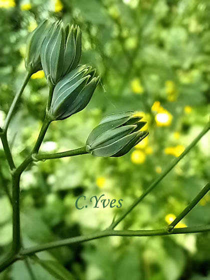 Lapsana communis, Lampsane, Herbe-aux-mamelles, Poulle grasse