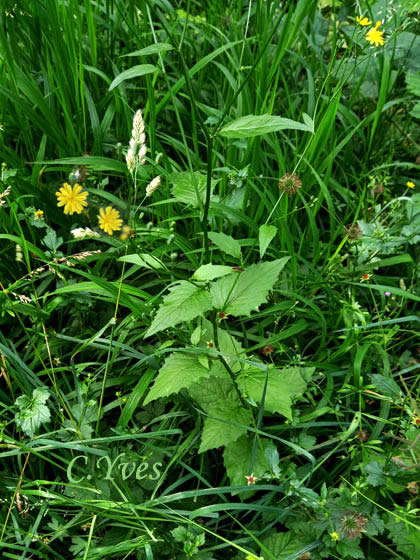 Lapsana communis, Lampsane, Herbe-aux-mamelles, Poulle grasse