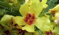 Verbascum nigrum, Molène noire, Bouillon-noir.