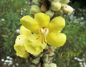 Verbascum thapsus