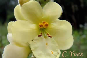 Verbascum thapsus