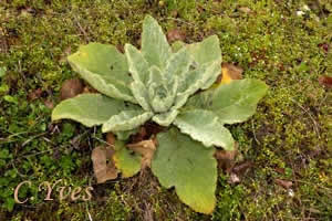 Verbascum thapsus