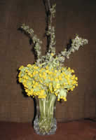 Petit bouquet printanier de coucous Petit bouquet printanier de coucous