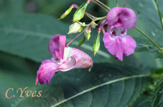 Impatiens glandulifera, Balsamine géante