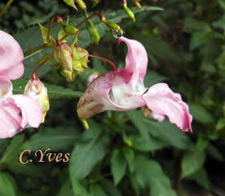 Impatiens glandulifera, Balsamine géante