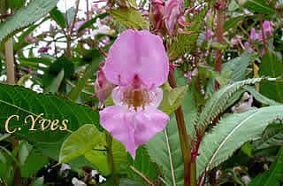Impatiens glandulifera, Balsamine géante
