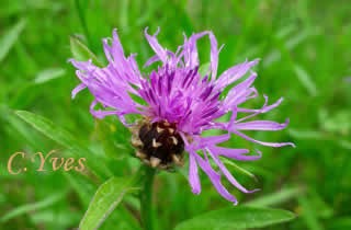 Centaurea Jacea