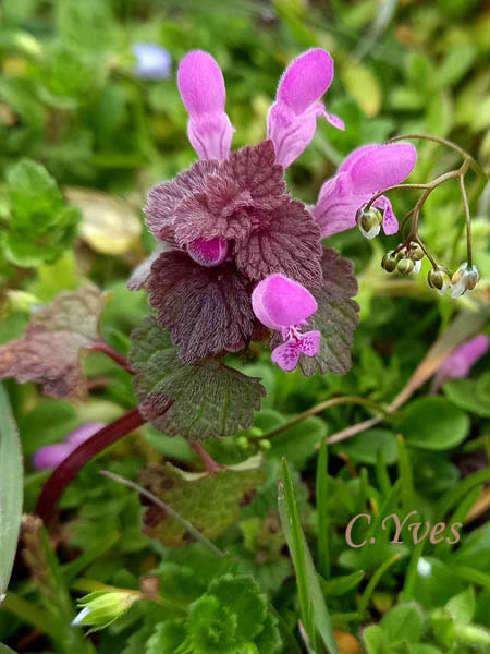 Lamium purpureum