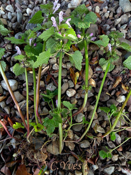 Lamium purpureum