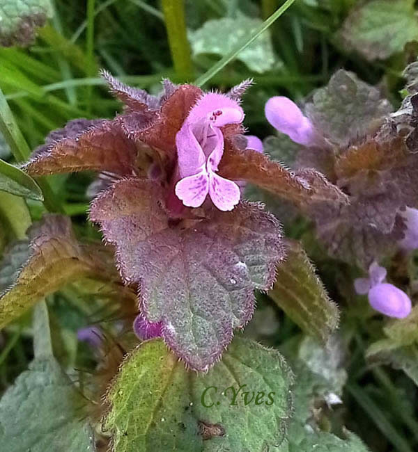 Lamium maculatum