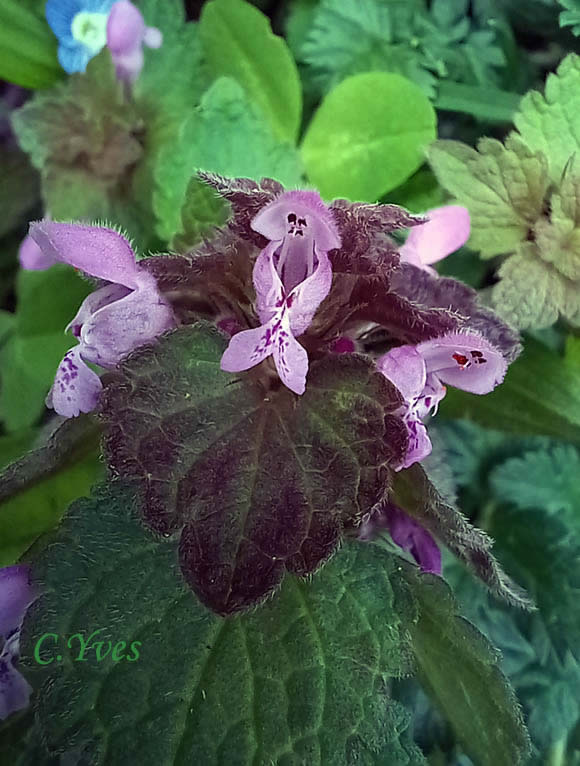 Lamium maculatum