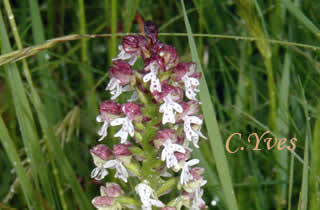 Neotinea ustulata, Orchis ustulata