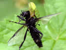 Araniella cucurbitina &