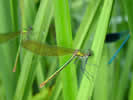 Fonds d'écran 1024 : Calopteryx éclatant Calopteryx splendens