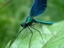 Calopteryx virgo, Caloptéryx vierge.