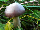 Cuphophyllus flavipes, Hygrophore à pied jaune
