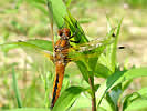 Libellule fauve, Libellula fulva