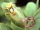 Misumena vatia