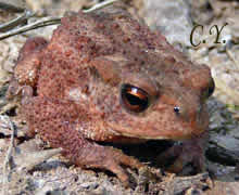 Les Amphibiens...