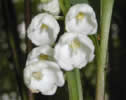 Fleur : le muguet de mai, Convalaria majalis.