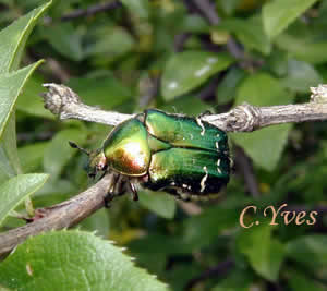 La cétoine dorée : couleur vert métallique rayée de quelques bandes blanches. Photo 1 : La cétoine dorée : couleur vert métallique rayée de quelques bandes blanches.