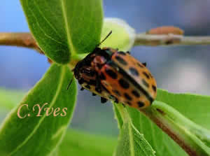 Chrysomèle maculée, Chrysomèle à 20 points, Chrysomela vigintipunctata, Melasoma vigintipunctata ; Photo 1.