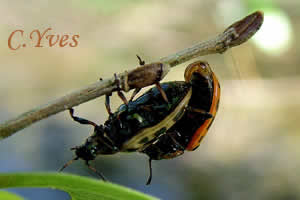Chrysomèle maculée, Chrysomèle à 20 points, Chrysomela vigintipunctata, Melasoma vigintipunctata ; Photo 2 .