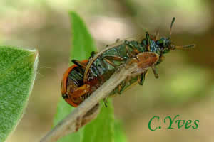 Chrysomèle maculée, Chrysomèle à 20 points, Chrysomela vigintipunctata, Melasoma vigintipunctata ; Photo 5 .
