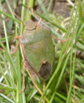 Adulte de la punaise verte, Palomena prasina. Punaise verte, Palomena prasina.
