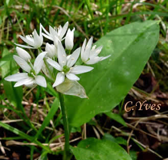 Photo 2 : Fleurs de l'alliaire, ail des bois, ail des ours. photo 2 : Fleurs de l'alliaire, ail des bois, ail des ours.