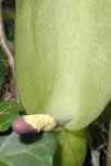 Photo 5 : Le spadice de l’arum tacheté (arum maculatum) sent très mauvais, … pas pour tout le monde, semble t-il, et pourtant il est toxique. Photo 5 : Le spadice de l’arum tacheté (arum maculatum) sent très mauvais, … pas pour tout le monde, semble t-il, et pourtant il est toxique.
