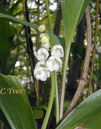 Fleurs blanches en clochettes:Convallaria majalis, le muguet aussi nommé muguet de mai. Fleurs blanches en clochettes:Convallaria majalis, le muguet aussi nommé muguet de mai.