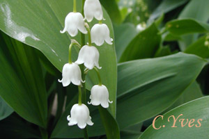 Convallaria majalis, le muguet de mai, un brin bien parfumé pour oublier l’hiver. Convallaria majalis, le muguet de mai, un brin bien parfumé pour oublier l’hiver.