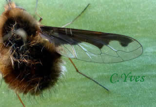 Grand Bombyle, détail de l'aile. Grand Bombyle, Bombylius major